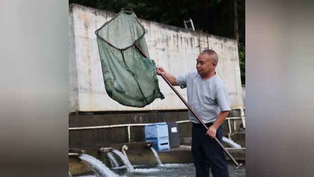 粤黔协作引领产业升级,黔南鲟鱼游入大湾区