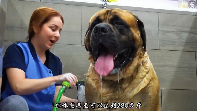 世界上体型最大的巨型犬,两个壮汉都拉不住!大型犬巨型猛犬大狗