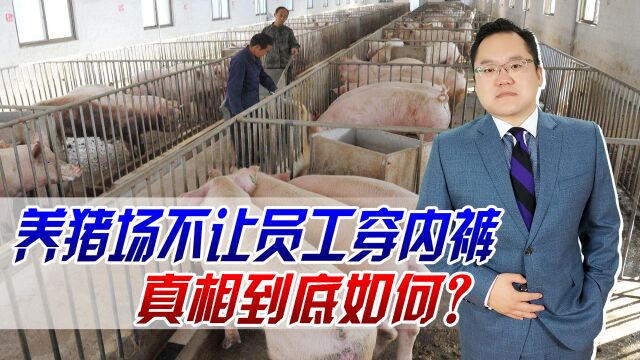 辟谣!养猪场不让员工穿内裤,穿一次罚200元,真相到底如何?