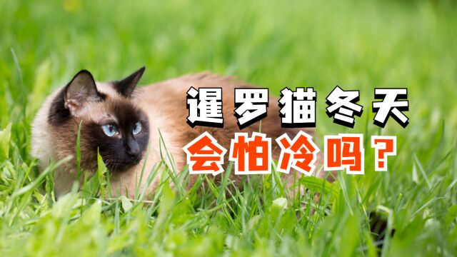 暹罗猫怕冷吗?猫咪感到冷的表现有哪些?