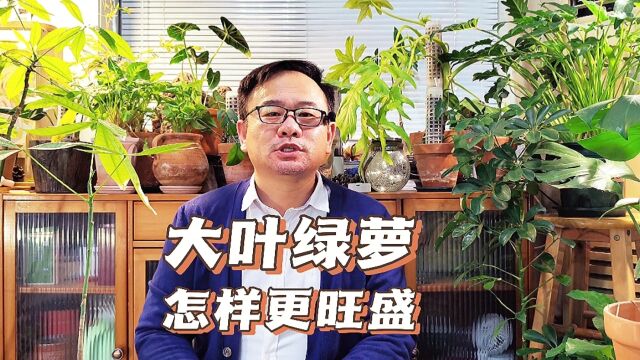 大叶绿萝怎么养才能更旺盛?做好4点,长势喜人