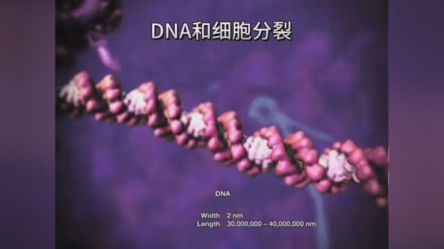 #染色体 微观的视角展示DNA和有丝分裂的过程 希望可以激起你对生物科学的兴趣