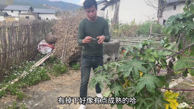 农村不起眼的“止咳化痰果”,在我国用途相当的厉害,赶紧认识下