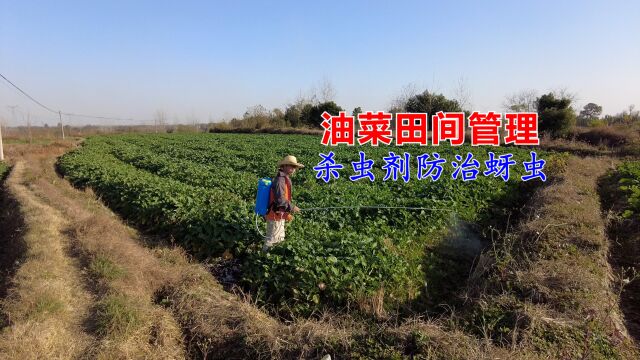 油菜田间管理,虫子数量激增,采用强效农药杀虫剂进行防治