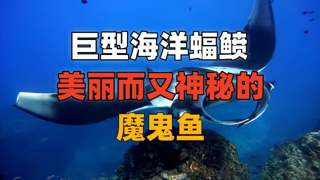 巨型海洋蝠鲼,美丽而又神秘的“魔鬼鱼”.