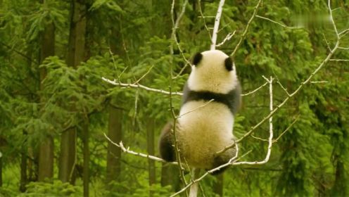 萌出血！大熊猫宝宝的成长之路