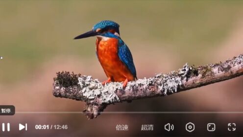 动物之最：地球上最美丽的10种鸟类