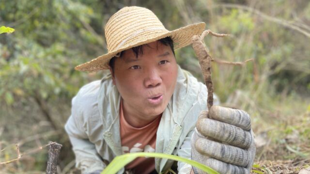 野党参——一两黄金,一两土,千年之称的好食材