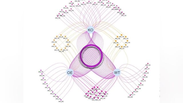 这个Venn 网络很漂亮!3分钟带你绘制!