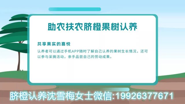 自然规律农法植物诊所助农扶农脐橙果树认养 