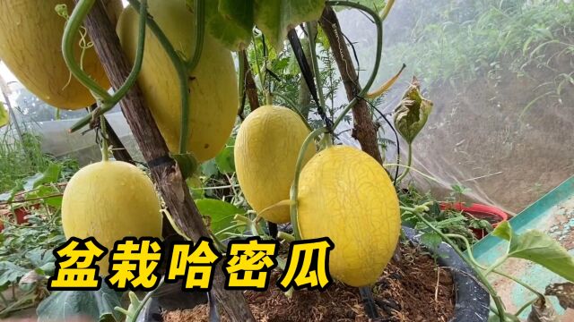 盆栽哈密瓜一棵苗结5个瓜!你敢信?