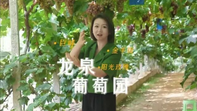 【享趣毕节】龙泉葡萄园