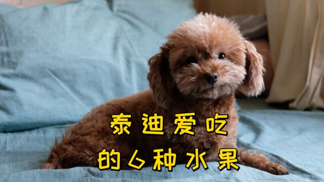 泰迪爱吃的6种水果.你家狗喜欢吃哪种?