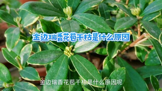 金边瑞香花苞干枯是什么原因