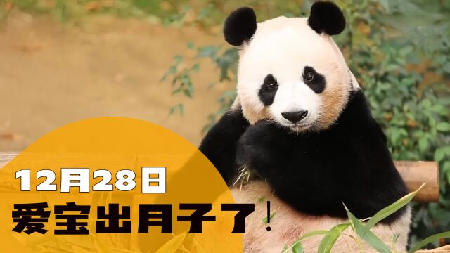 爱宝出月子了!12月28日时隔6个月爱宝出外场,美貌有增无减~