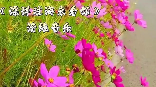 《漂洋过海来看你》经典音乐