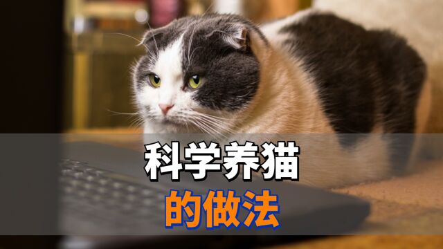 科学养猫的做法