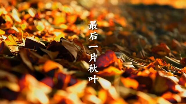 如此美丽的秋天,几乎是我生平仅见#魅力胶东