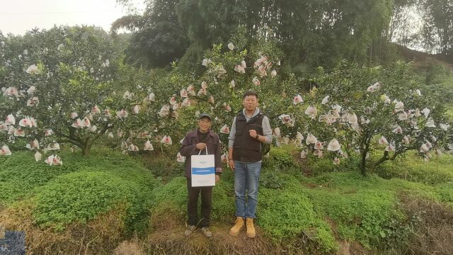 水溶肥价格四川柑橘因过量用劣质肥料,土壤、树势受到影响,连续两年使用碧卡水溶肥,土壤改良好,树体长势健壮,无黄化现象,挂果量大