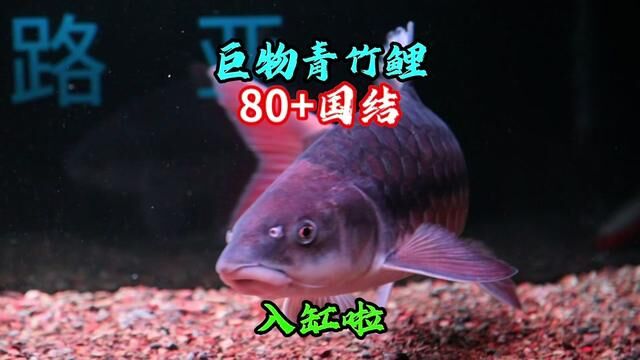 19斤巨物青竹鲤以及80+中国结鱼,定水成功,顺利入缸 #豆爸先生养鱼日记 #豆鱼路亚 #青竹鲤 #吉罗 #国结红吉罗