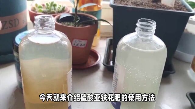 如何正确使用硫酸亚铁花肥