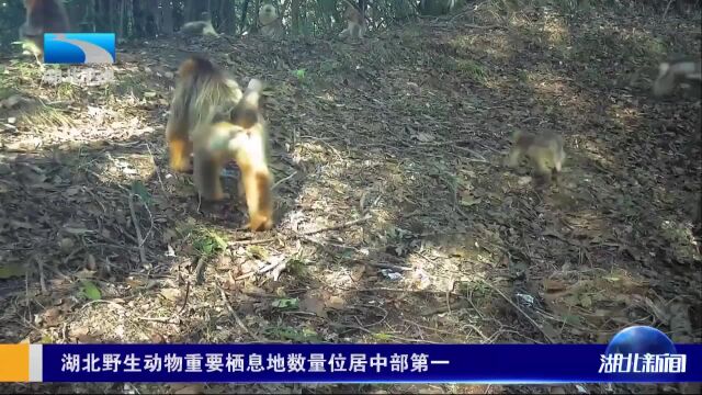 湖北野生动物重要栖息地数量位居中部第一