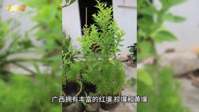 叁德悟:人杰地灵的广西、绕梁千年的檀香