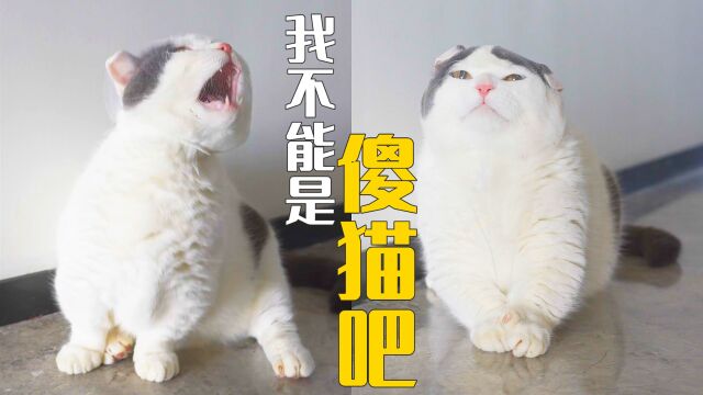 猫咪网套头测智商,猜猜5只猫谁最聪明?