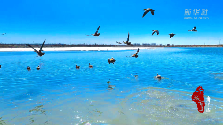 千城百县看中国|内蒙古:初春,成群候鸟迁徙归来