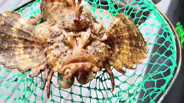 宁海湾渔民捕到罕见虎鱼围观者这鱼看起来好凶