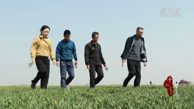 千城百县看中国丨河北赵县人勤春来早小麦田管忙