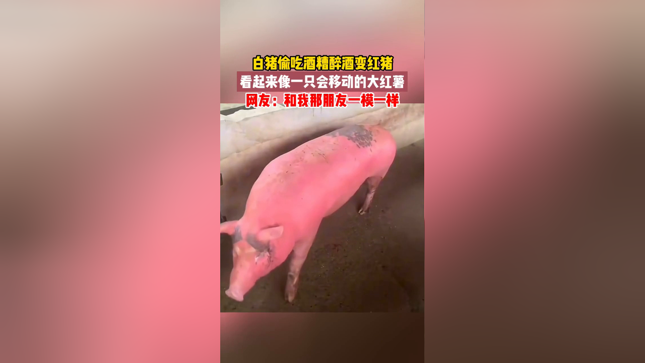 白猪偷吃酒糟醉酒变红猪,看起来像一只会移动的大红薯