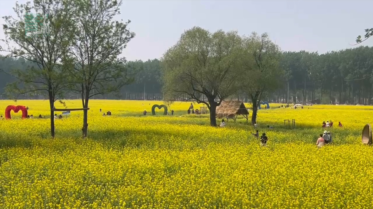 北京怪村二百亩油菜花海盛开 非物质文化遗产太平鼓在花海中敲响