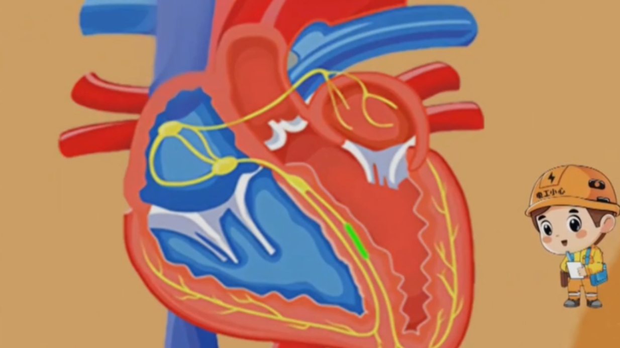心脏起搏器的安装位置,十分的有讲究!通过一张图来看看它的位置吧