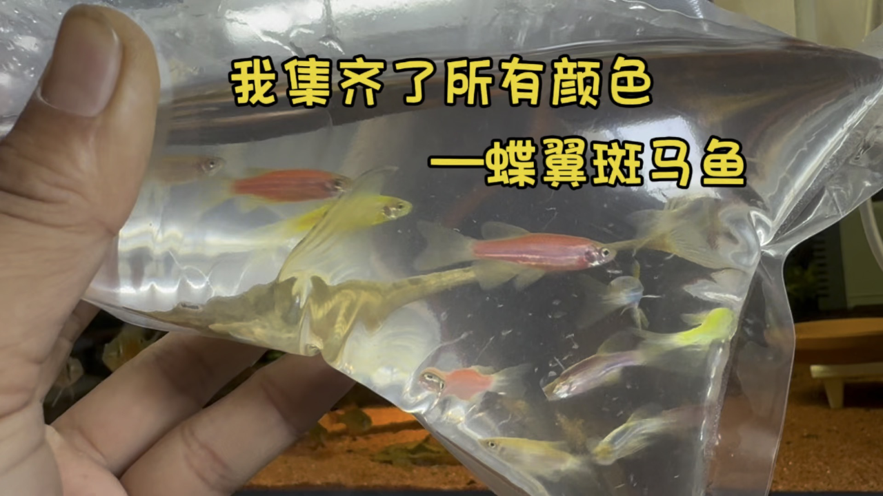 自制斑马鱼繁殖盒图片