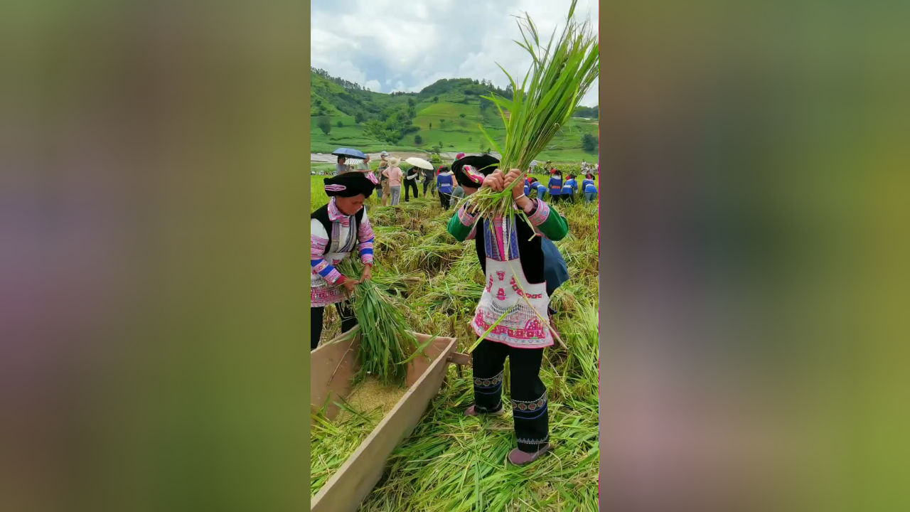 "新米节"体验传统农耕文化,感受稻谷丰收喜悦