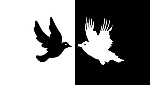 白鸽乌鸦相爱的戏码