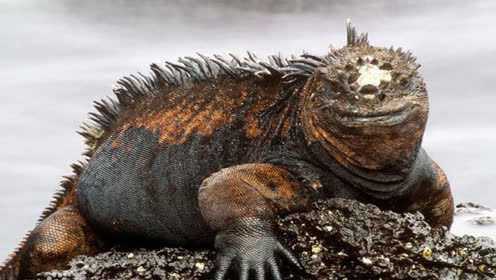 现实版“哥斯拉”海鬣蜥：一种吃藻的猛兽