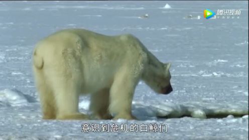 北极熊蹲守冰洞捕杀白鲸 三个回合直接拖走