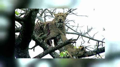 非洲最致命动物2：大猫攻击