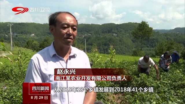 打好农业产业扶贫三年攻坚战 巴中 建红辣椒基地 龙头企业助农增收