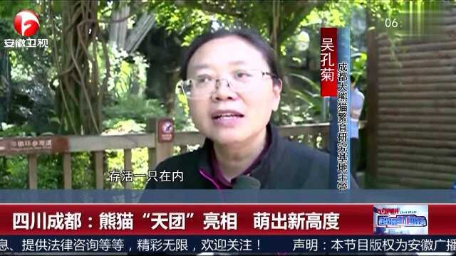 四川成都 熊猫“天团”亮相 萌出新高度