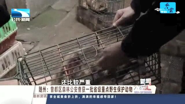 随州:曾都区森林公安查获一批省级重点野生保护动物