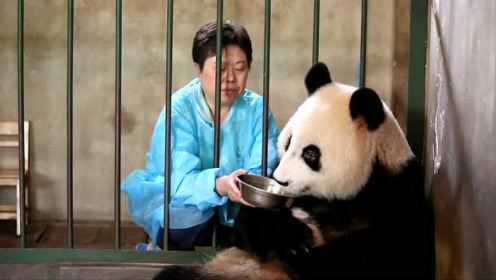 第13集：大熊猫