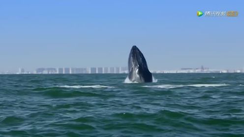 难以想象！当你走在纽约的沙滩上 抬头就能见到座头鲸是怎样的体验