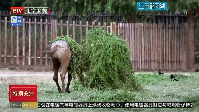 新闻特写:寻鹿记