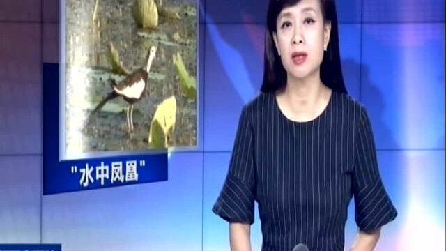 南京:生态环境好 引来“水中凤凰”