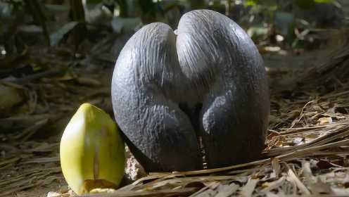 塞舌尔的“国宝”：海椰子，生长缓慢树龄可达千年