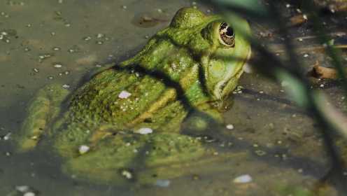 “青蛙王子”用歌声吸引自己的公主，不料突然命悬一线