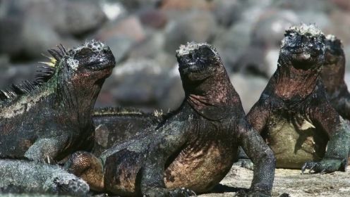 海鬣蜥“跋山涉水”只为吃一口海藻